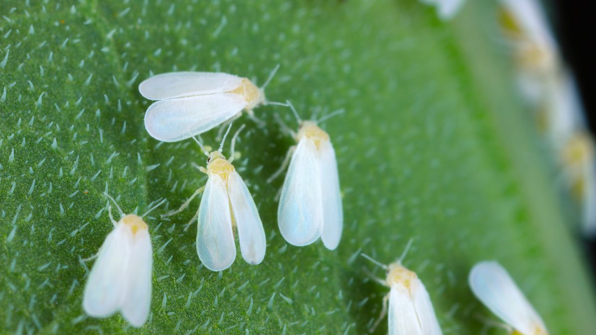 La prevención es la mejor estrategia para luchar contra la mosca blanca