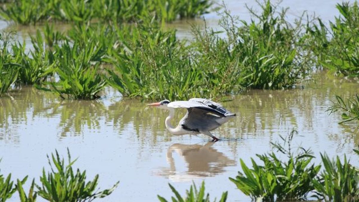 Ardea cinerea en doñana