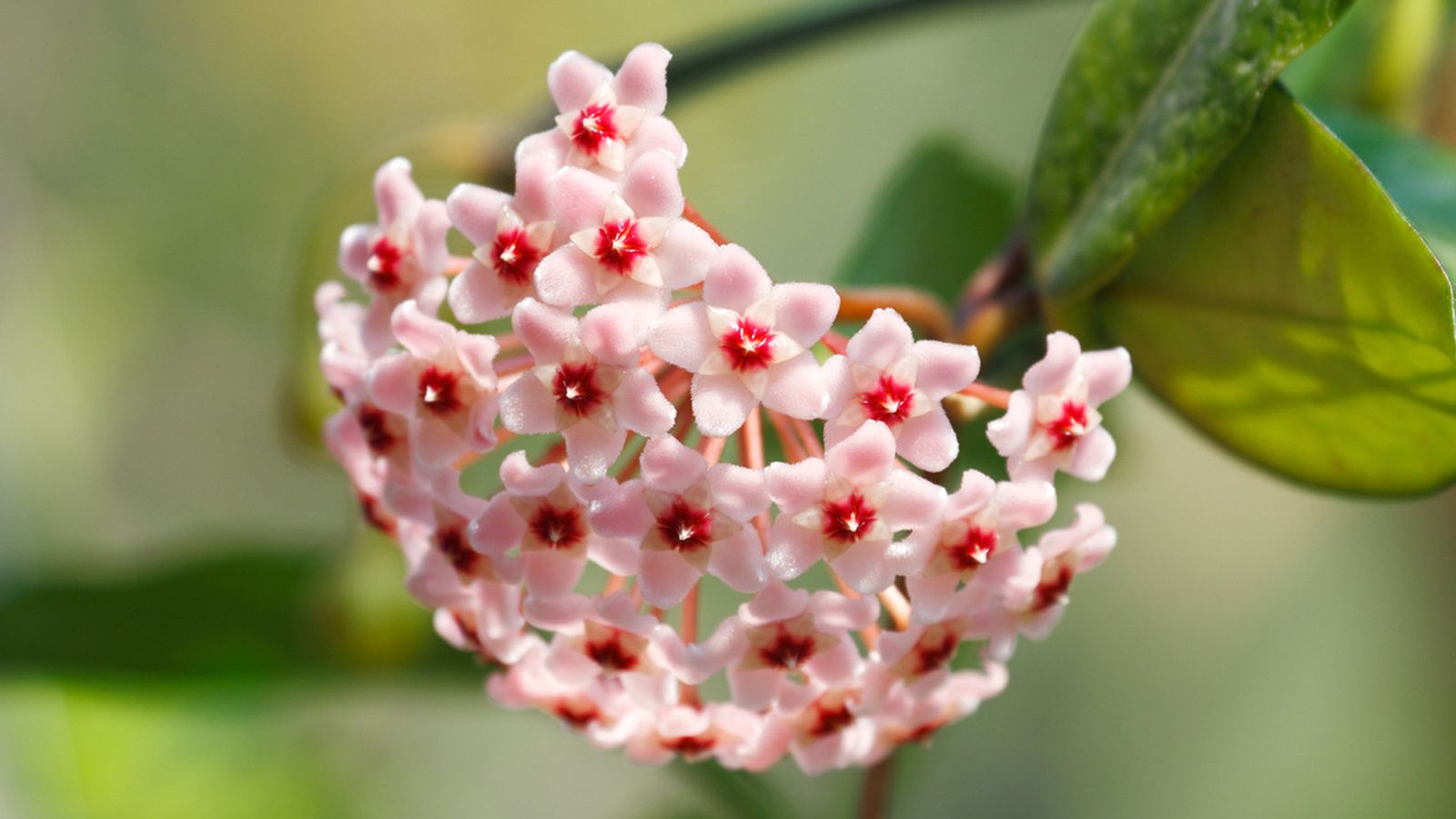 hoya carnosa flor de cera hoya carnosa flor de cera