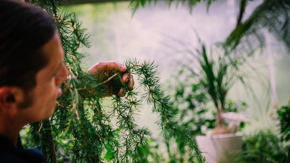 brico 1034 alerce larix decidua horstmann recurved ramas