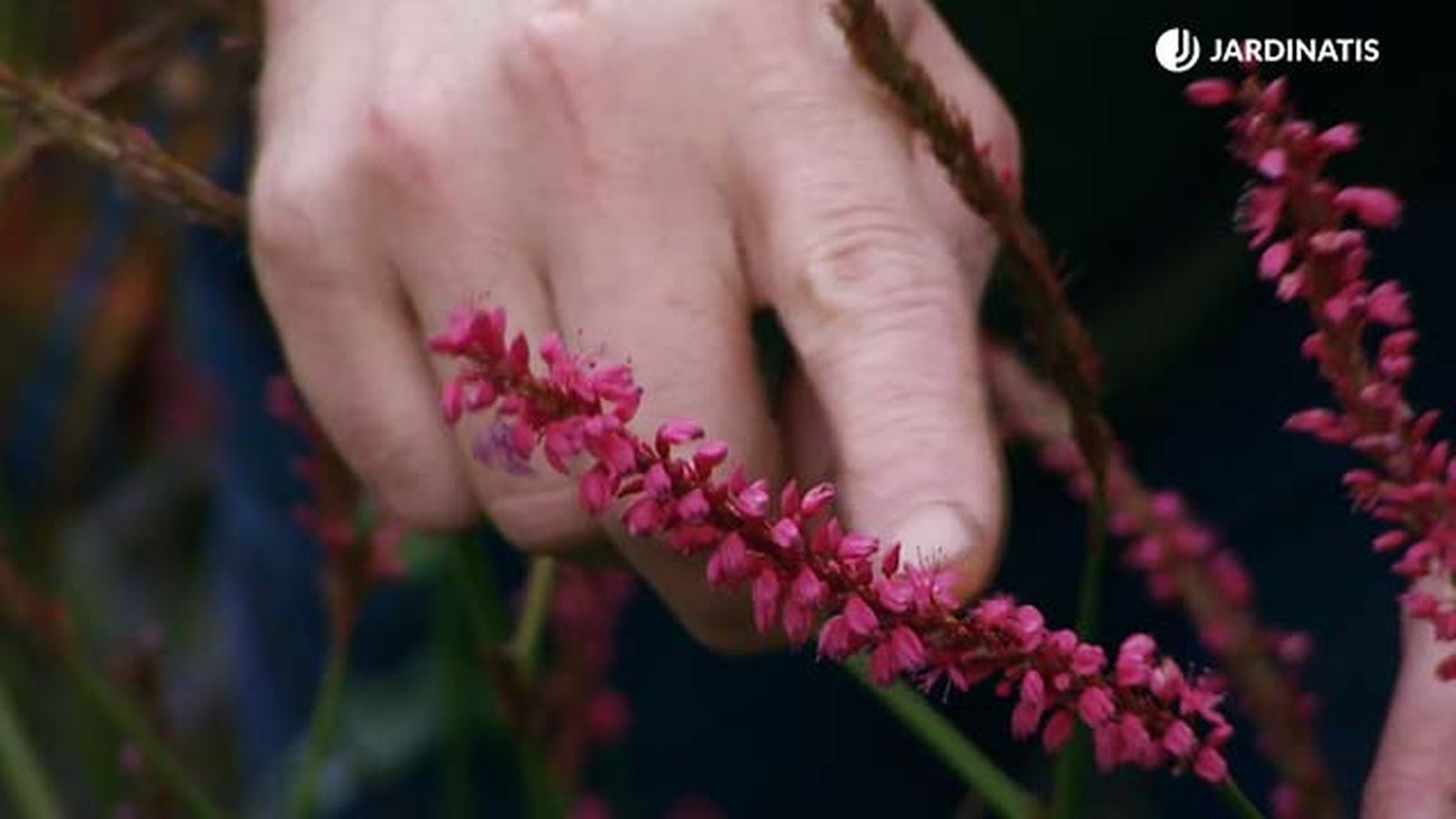 Persicaria amplexicaulis deco 591 jardinatis Persicaria amplexicaulis deco 591 jardinatis