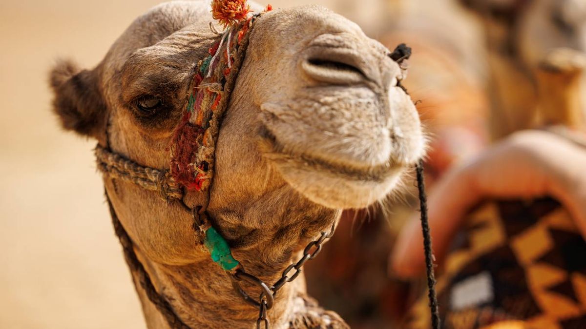 Aunque se parecen y pueden aparearse entre sí, estos animales son especies diferentes