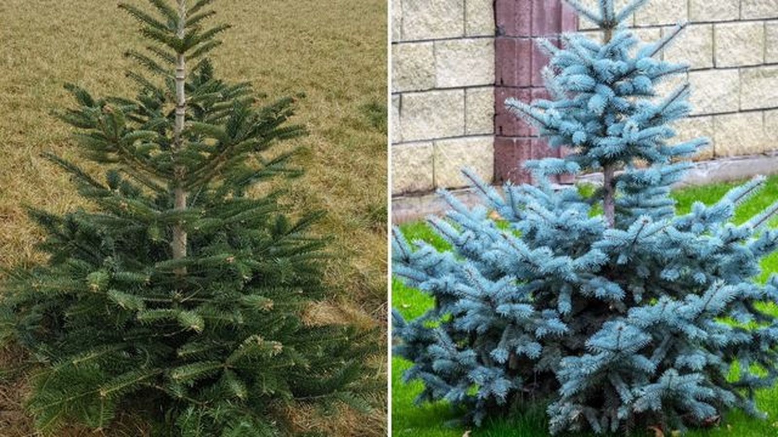 Abies nordmanniana picea pungens Abies nordmanniana picea pungens