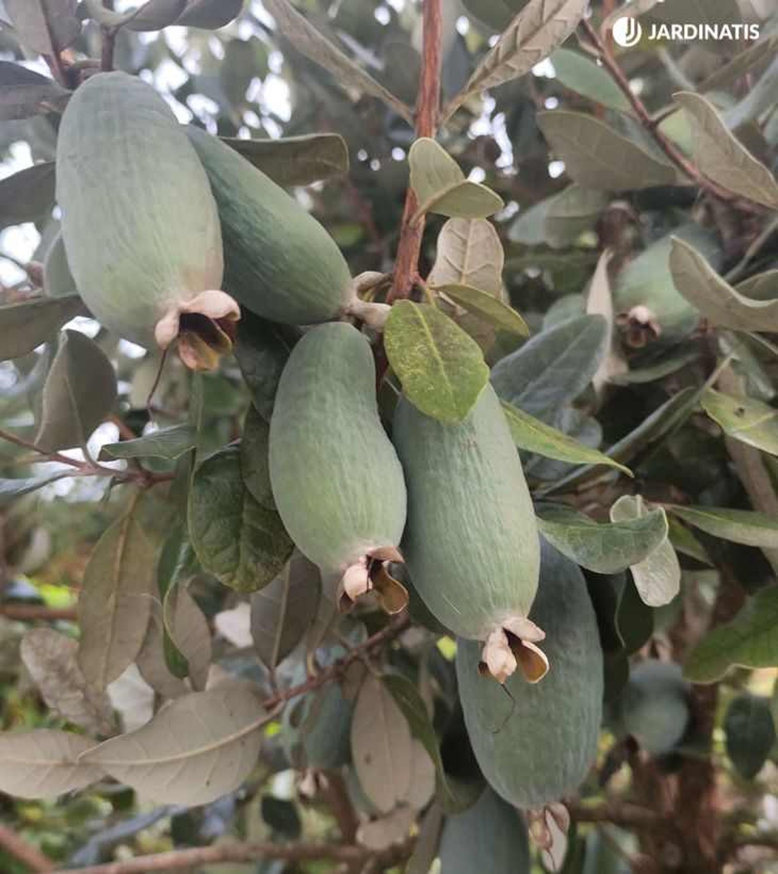 Árbol feijoa o Acca sellowiana Árbol feijoa o Acca sellowiana