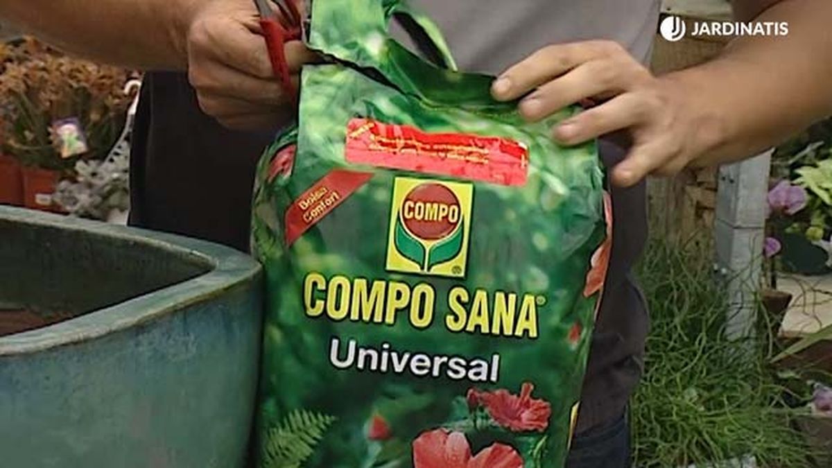 trasplante euphorbia ingens sustrato deco 313 jardinatis