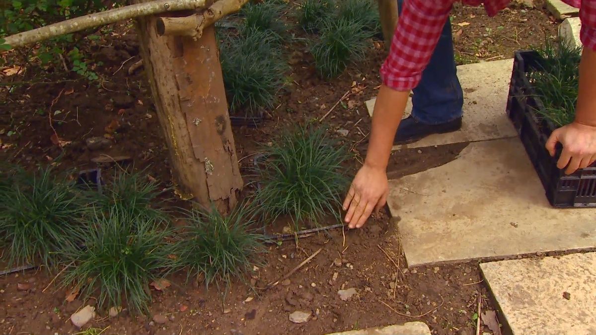deco 0652 jardineria reverdecer camino losetas ophiopogon cajas