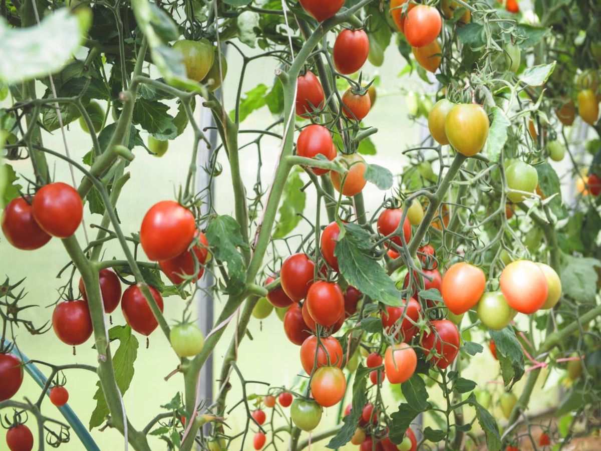 El entutorado mantiene la planta erguida.