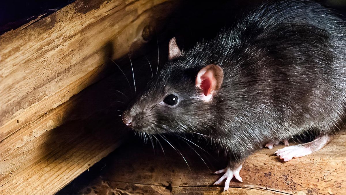 rata negra 3
