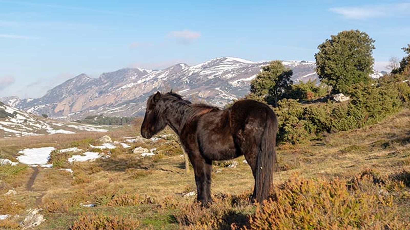 Caballo Losino Caballo Losino