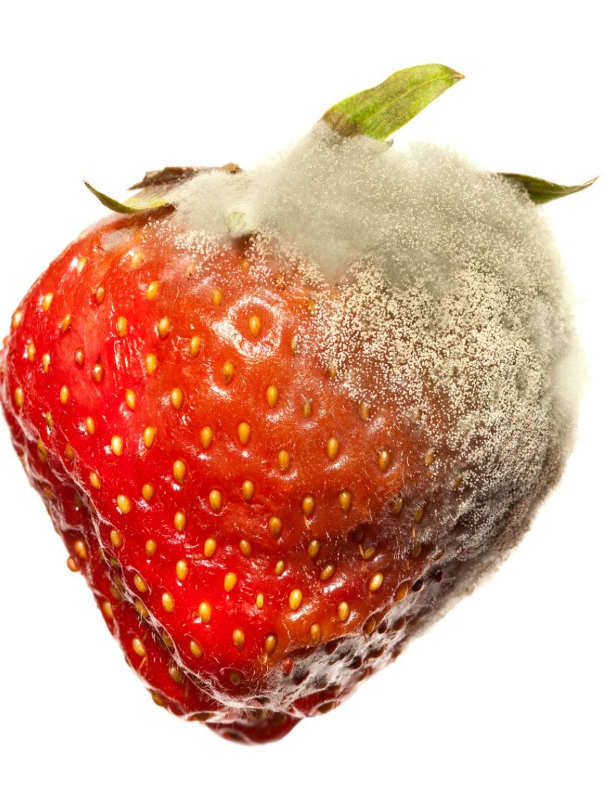 fresa con hongo botrytis