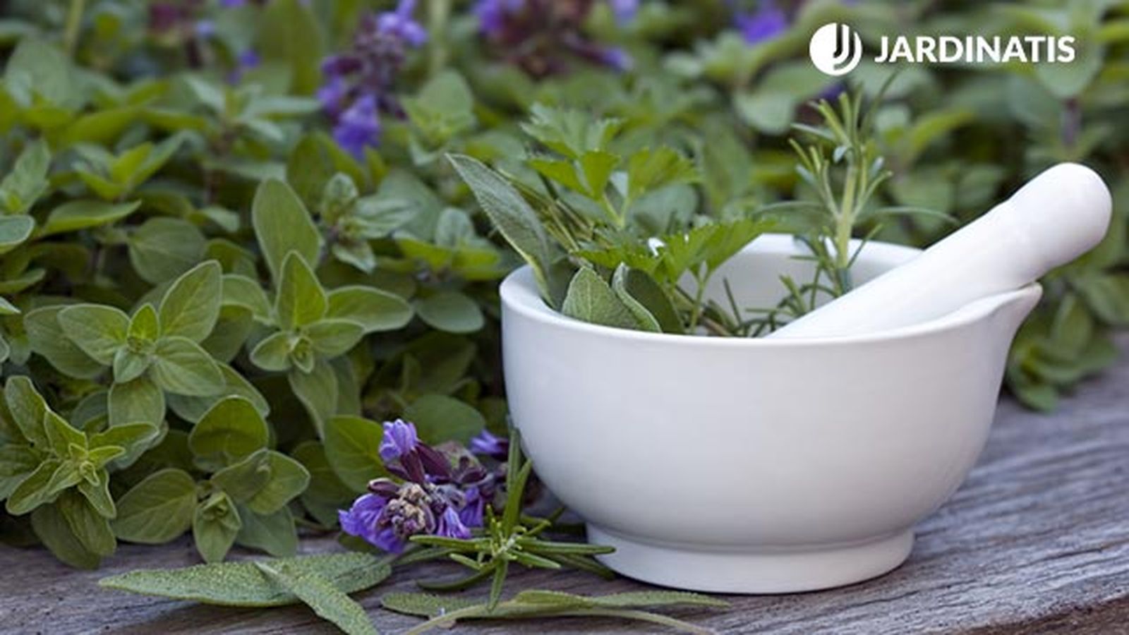 salvia