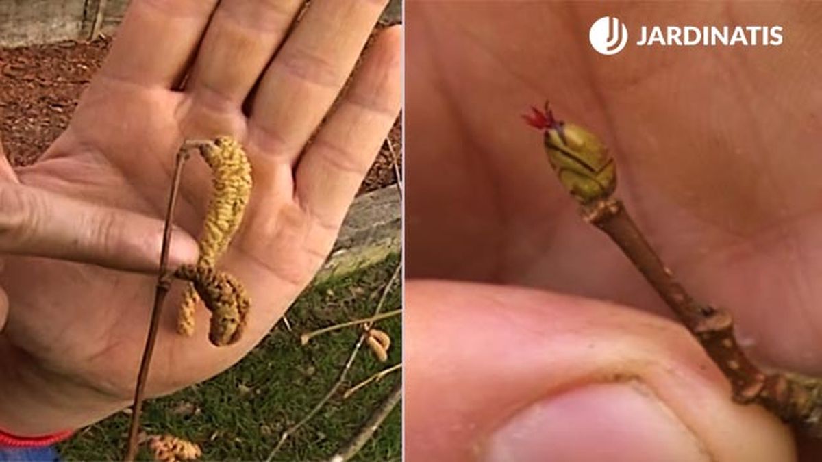 flor macho y  flor hembra del avellano brico 547 jardin