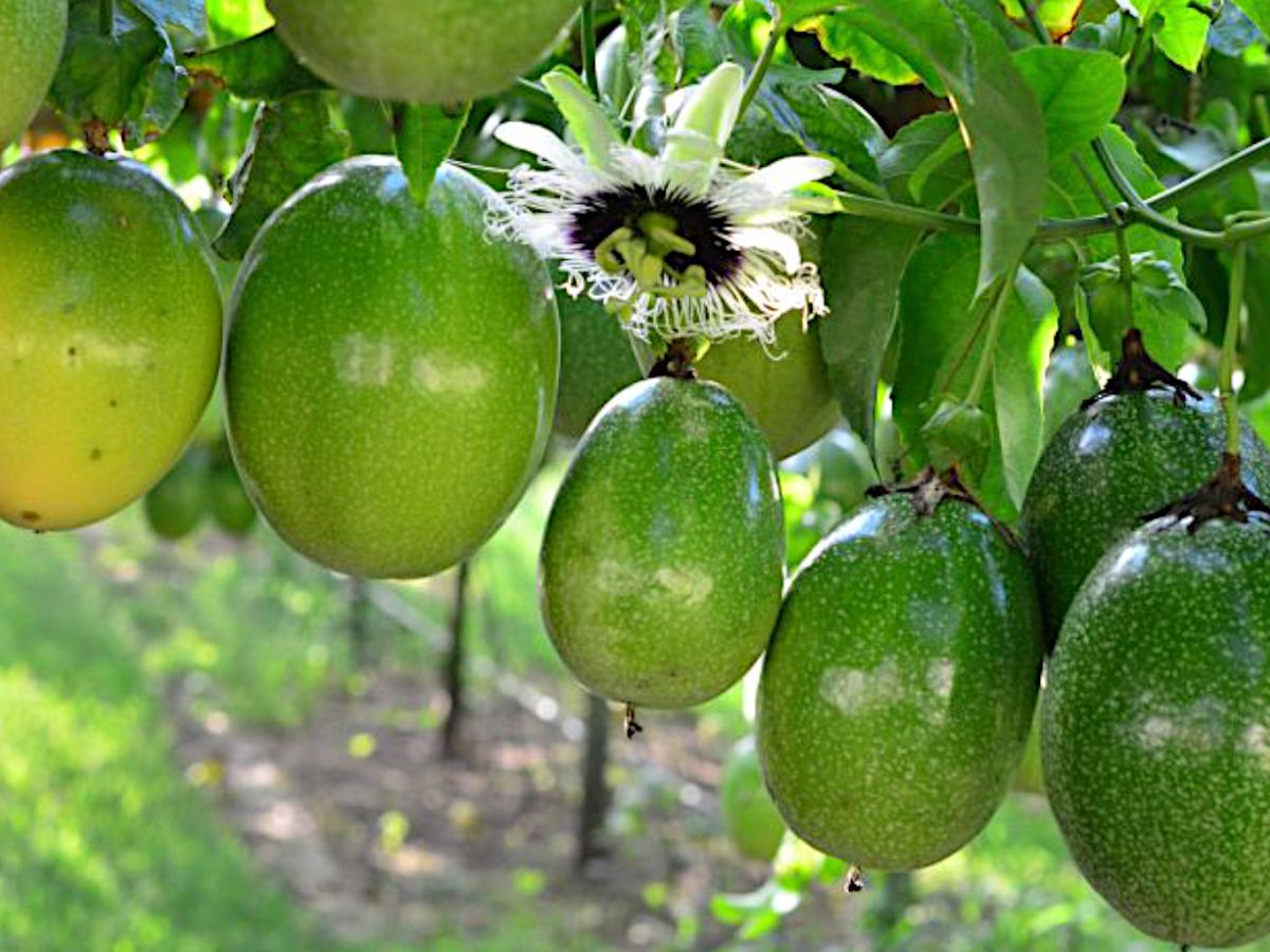 Cultivo de maracuyá en Brasil, uno de los mayores productores del mundo.
