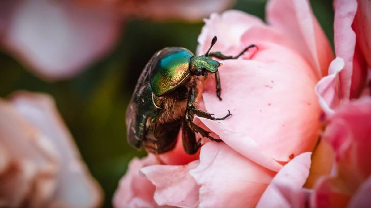 El escarabajo es un insecto que se puede tener como mascota