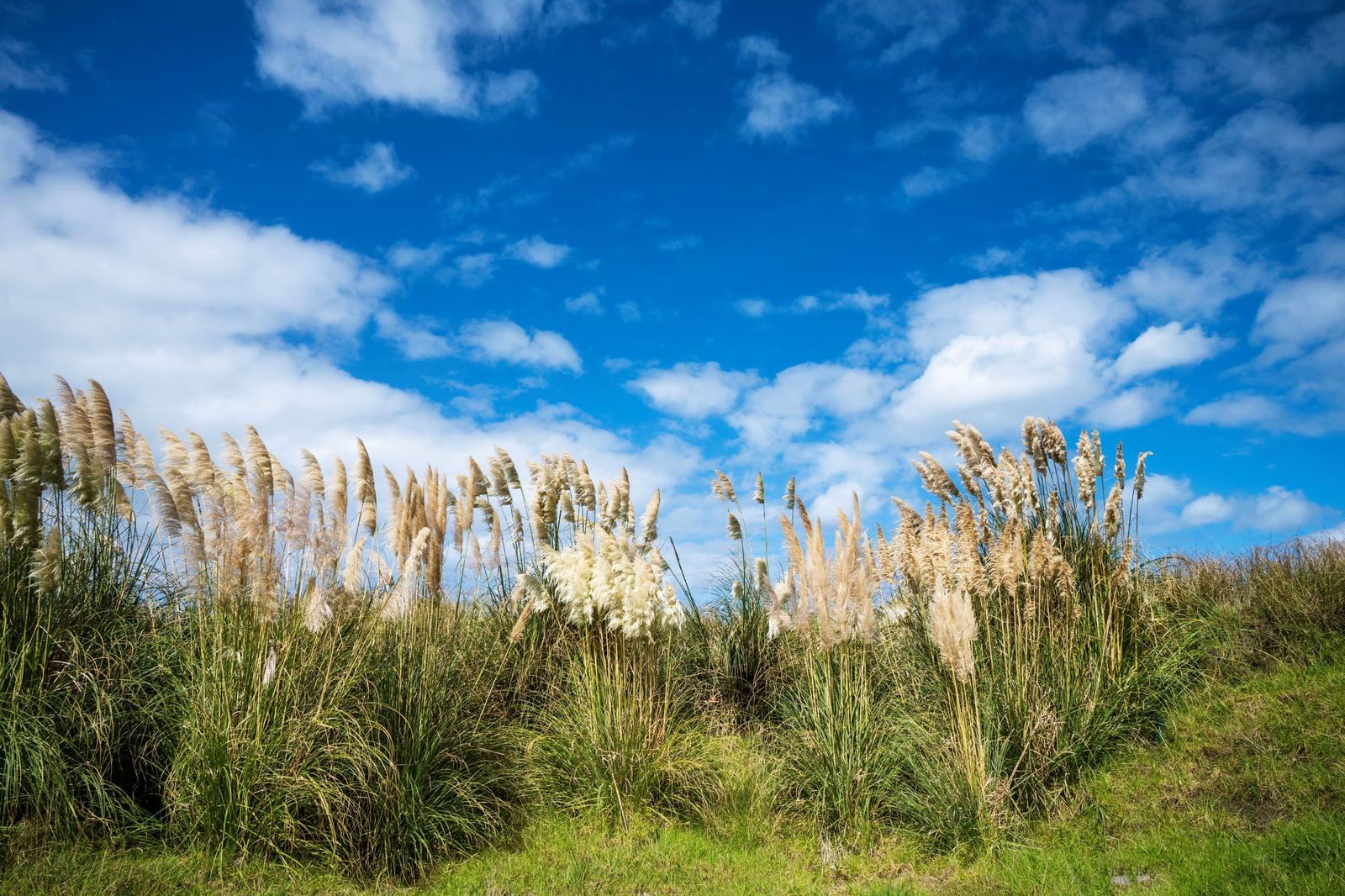 Las plantas más resistentes se pueden convertir en invasoras