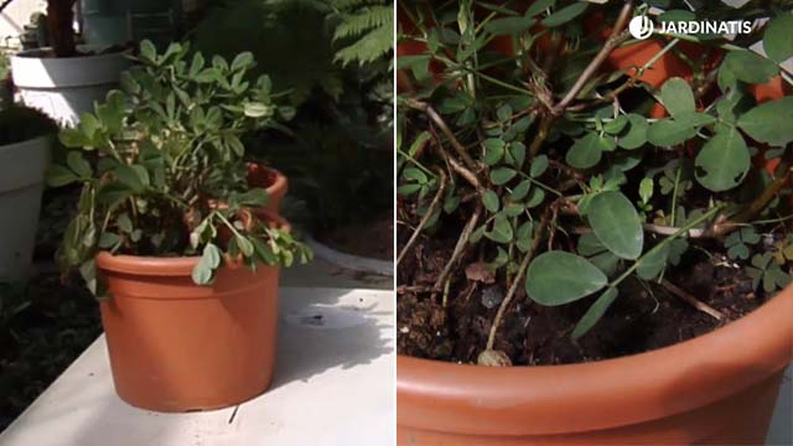 caracteristicas la planta del cacahuete brico 845 jardinatis caracteristicas la planta del cacahuete brico 845 jardinatis
