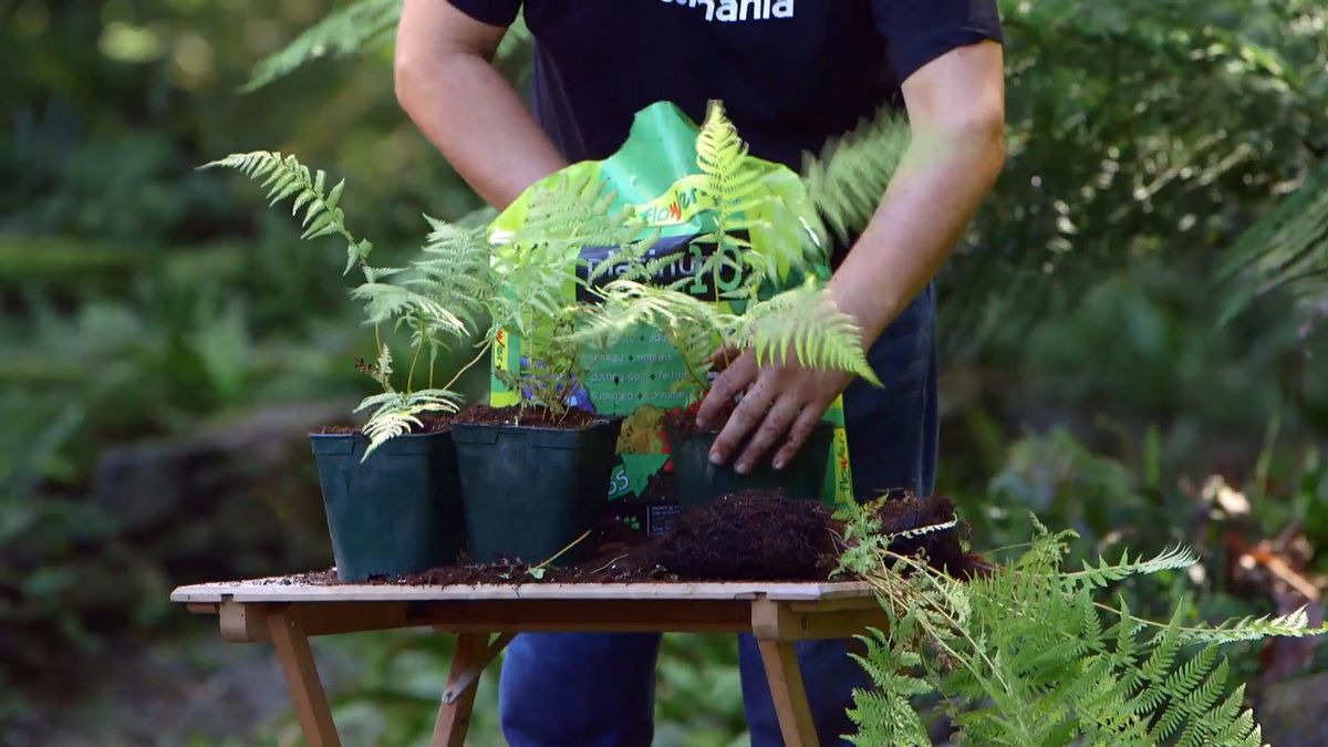 brico 926 3 reproduccion helecho arboreo dicksonia antartica plantacion