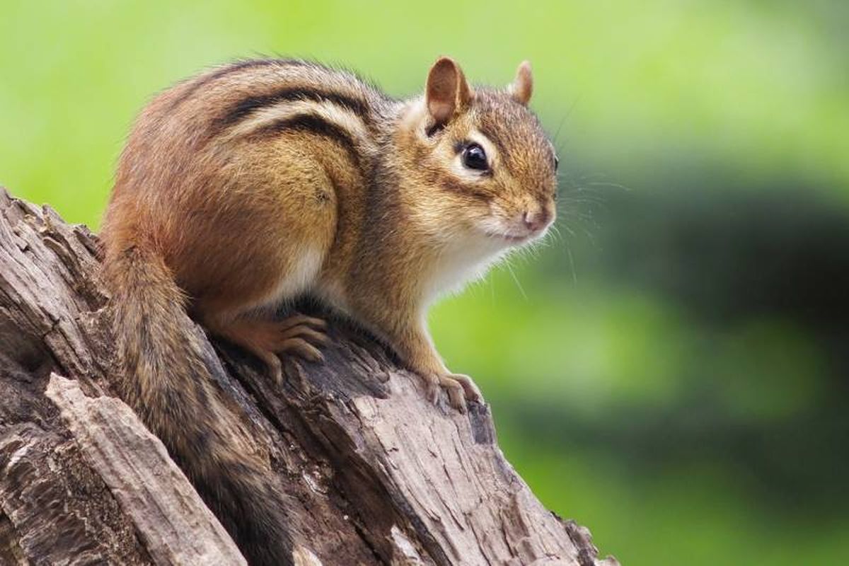 Las ardillas listadas son diurnas y extremadamente activas.