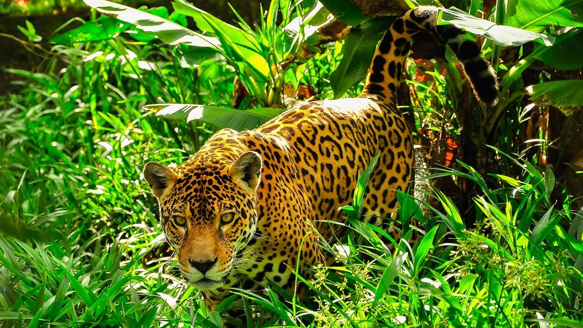 jaguar diferencias leopardo guepardo 2