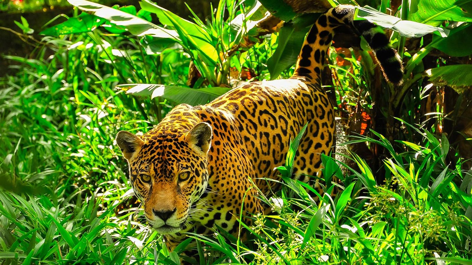 jaguar diferencias leopardo guepardo 2 jaguar diferencias leopardo guepardo 2
