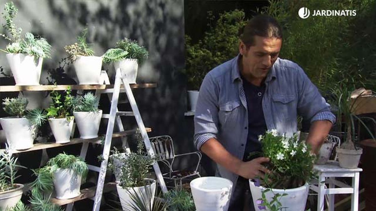 deco 733 jardineria variedades vinca maceta