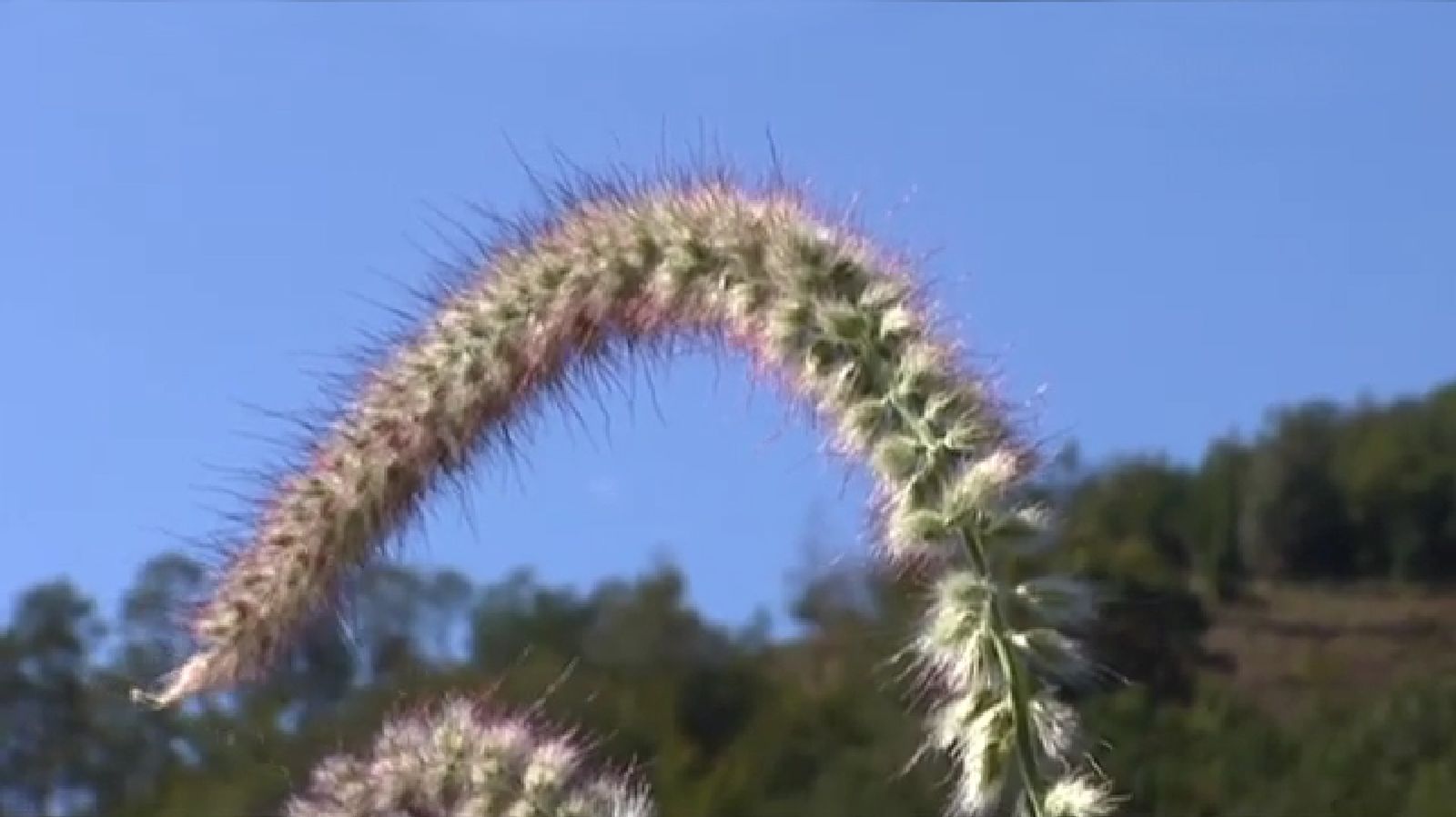 Pennisetum orientale longtails
