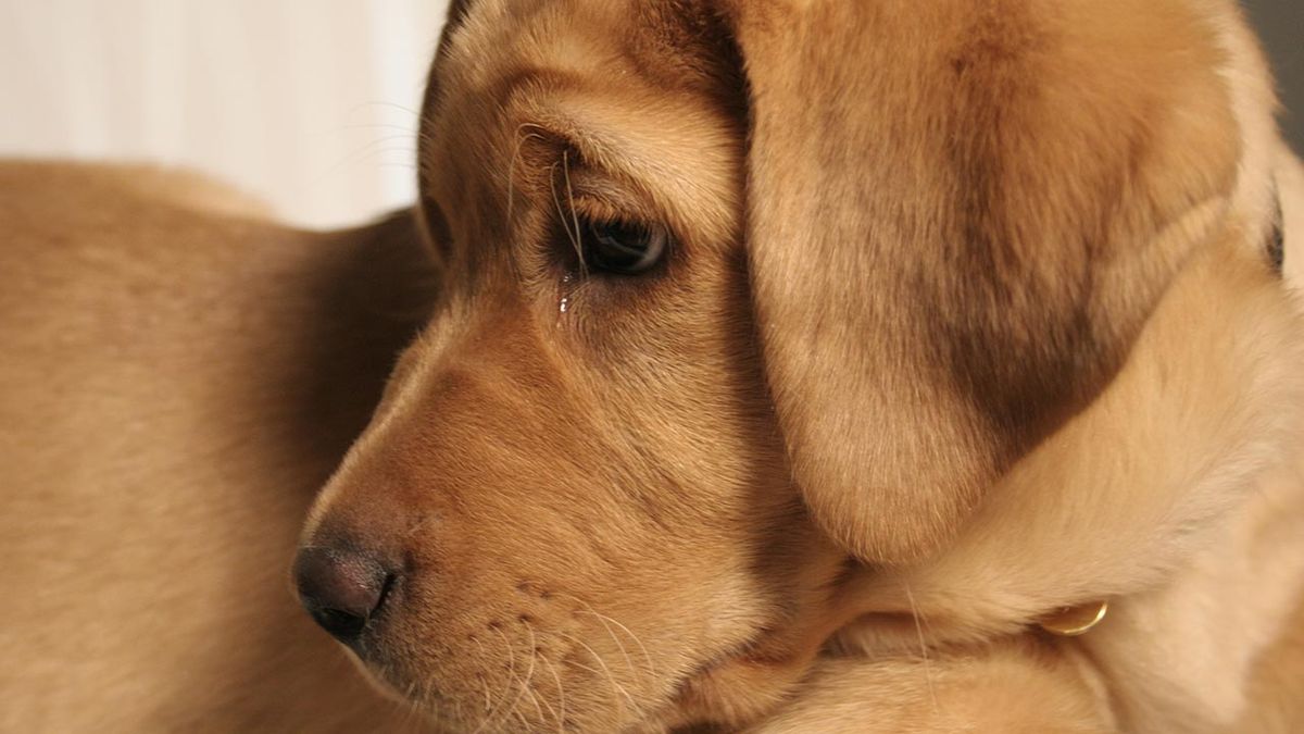 problemas oculares conjuntivitis perros 1