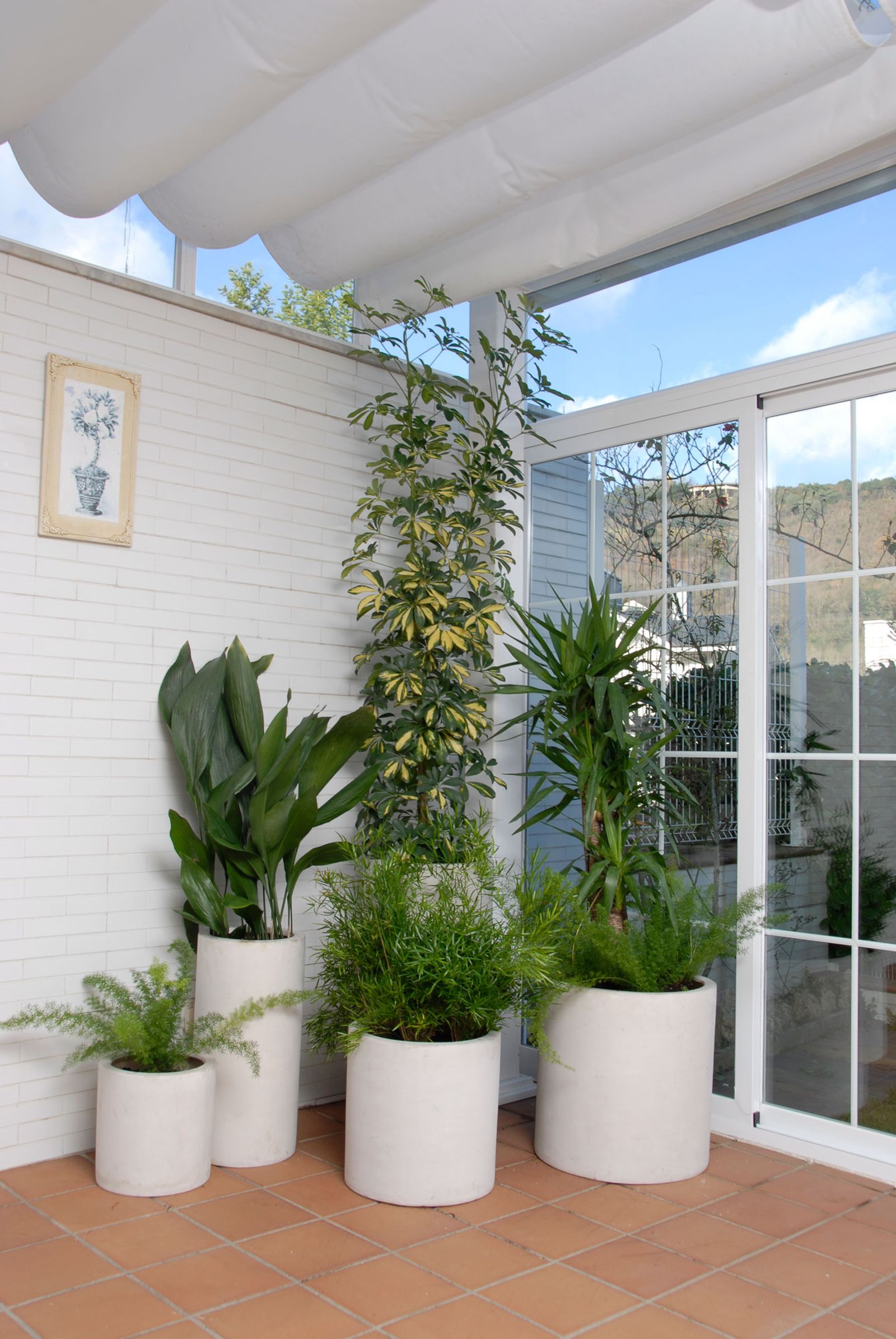 Composición de plantas en una terraza cerrada orientada al norte Composición de plantas en una terraza cerrada orientada al norte
