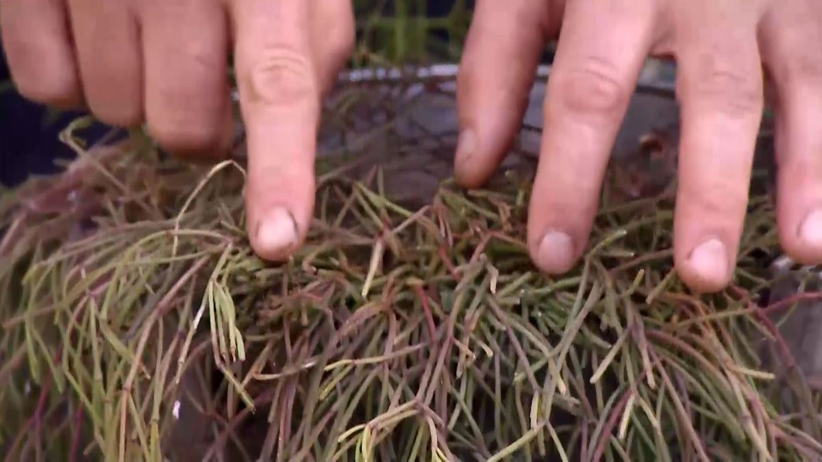 Con el sol directo, los tallos adquieren una tonalidad amarilla