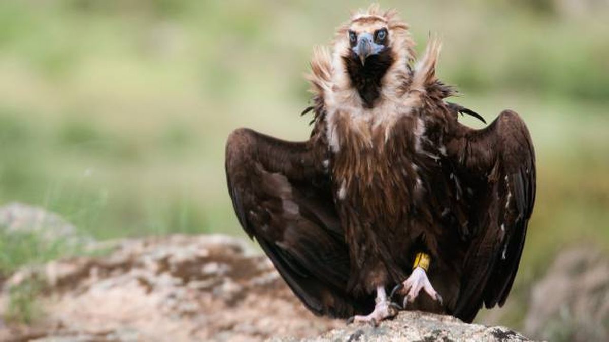 aves rapaces buitres en espana buitre negro Aegypius monachus