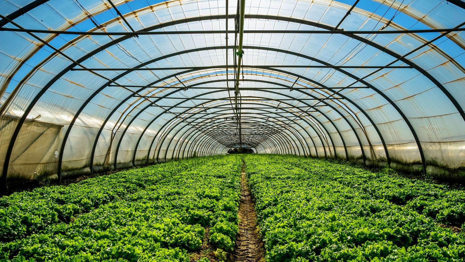 El sol directo en plantas de sombra puede provocar quemaduras en las plantas