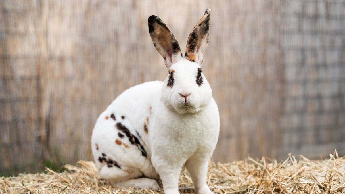 Cuidados específicos del conejo macho