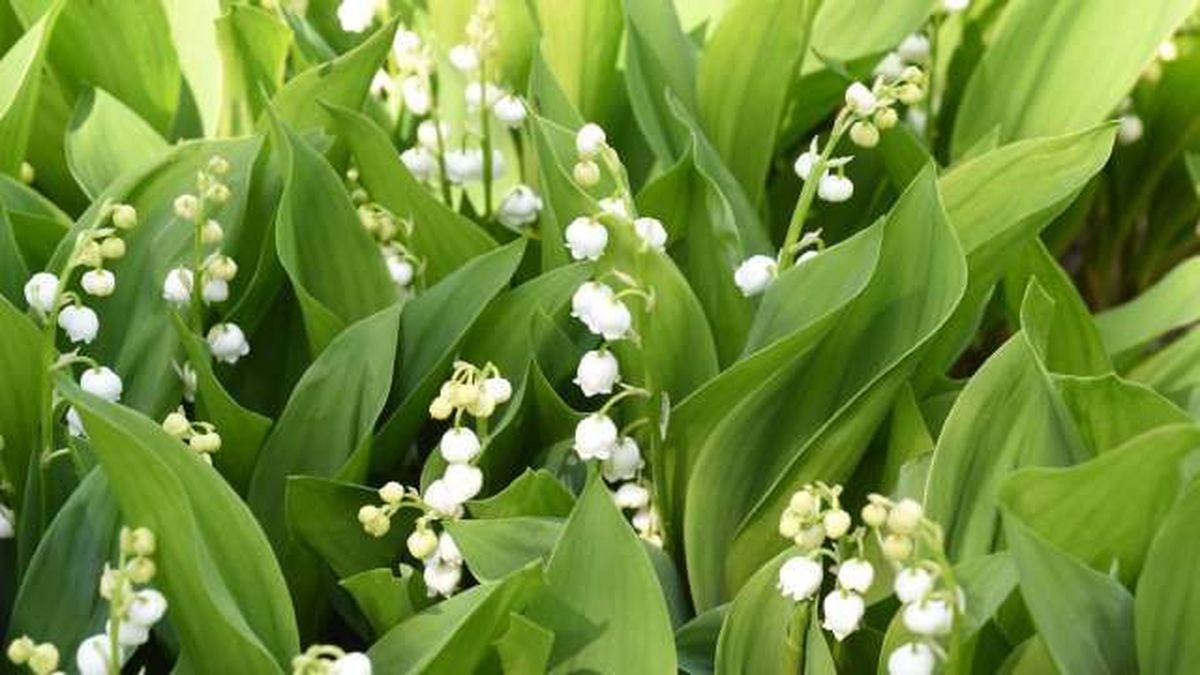 Convallaria majalis lirios de los valles