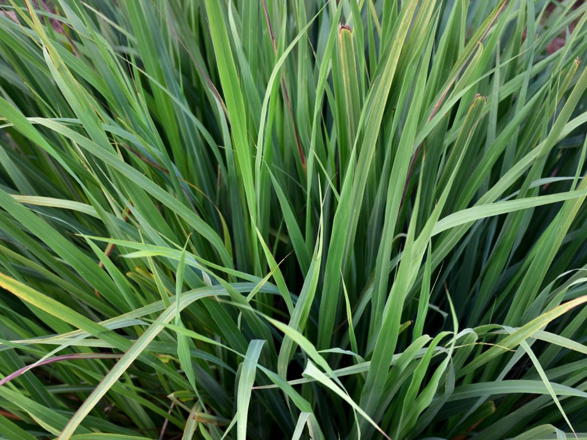 Planta de limoncillo.