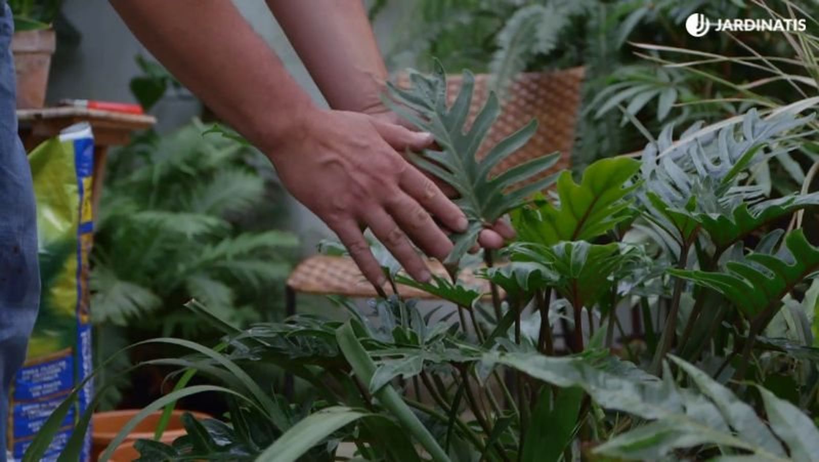Philodendron xanadu