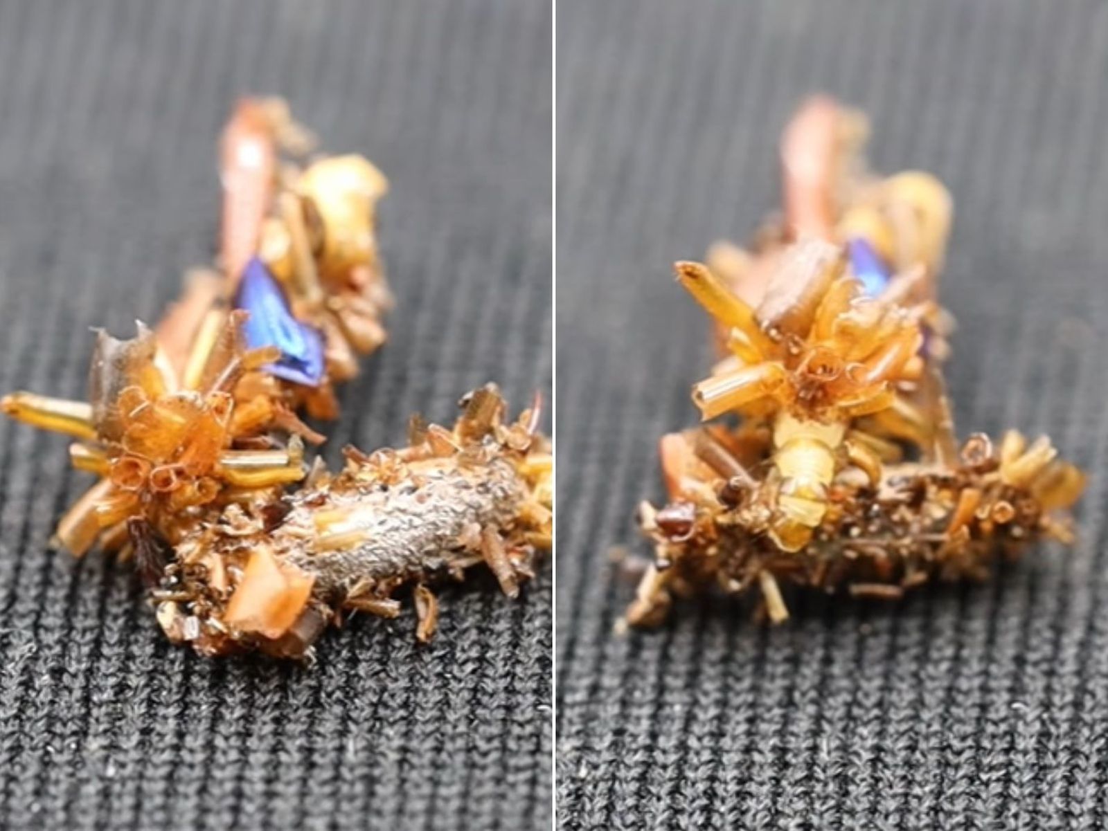 solo se ha encontrado esta especie después de años de investigación. / Fotos: Instagram @agencia_sinc solo se ha encontrado esta especie después de años de investigación. / Fotos: Instagram @agencia_sinc