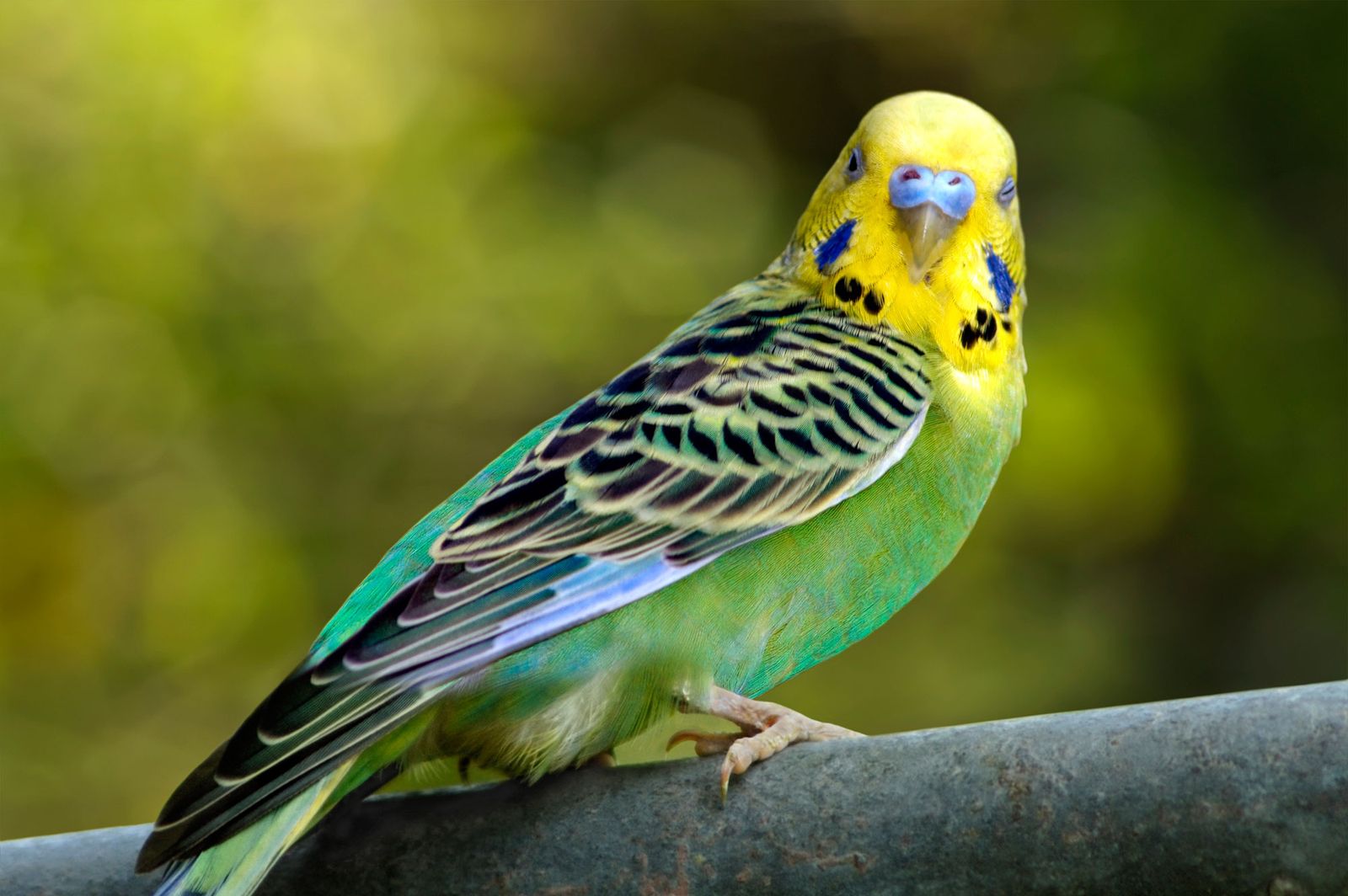 mascotas  aves periquito australiano