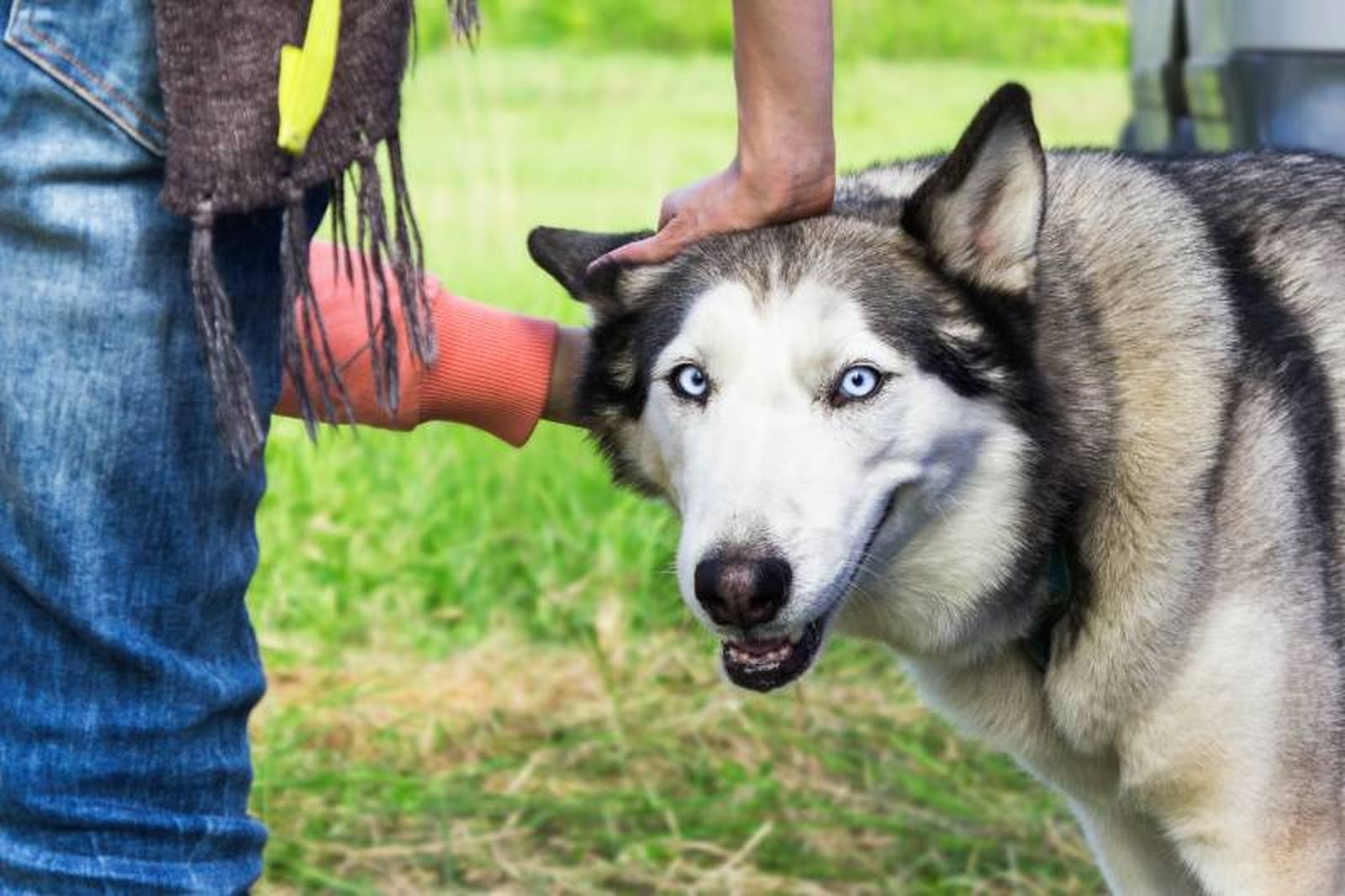 Si sales a pasear con tu perro no lo hagas en las horas centrales del día Si sales a pasear con tu perro no lo hagas en las horas centrales del día
