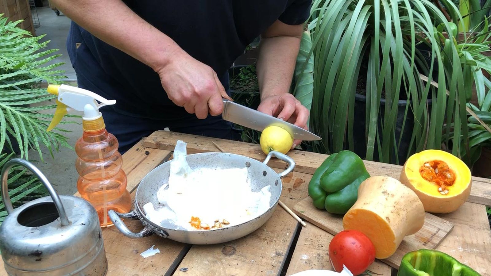 germinar semillas limon con papel higienico
