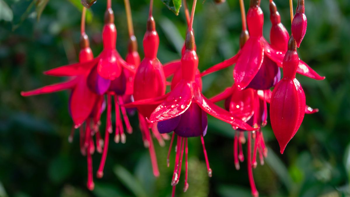 pendientes de la reina