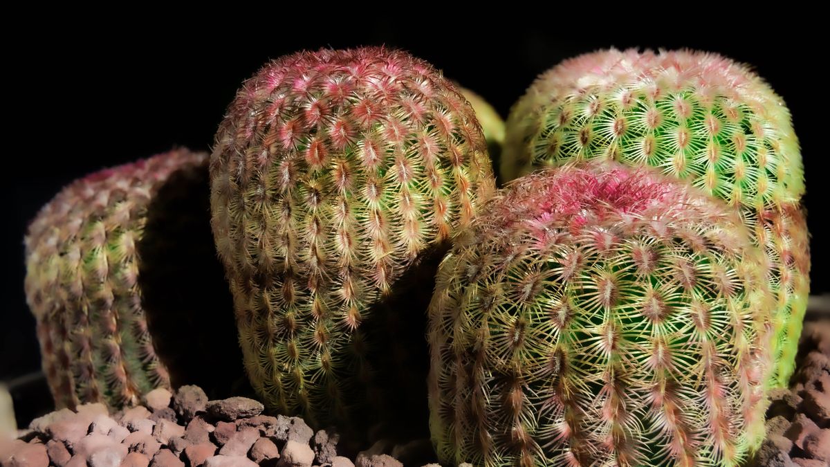 Conocida por sus espinas densas y coloridas de color púrpura