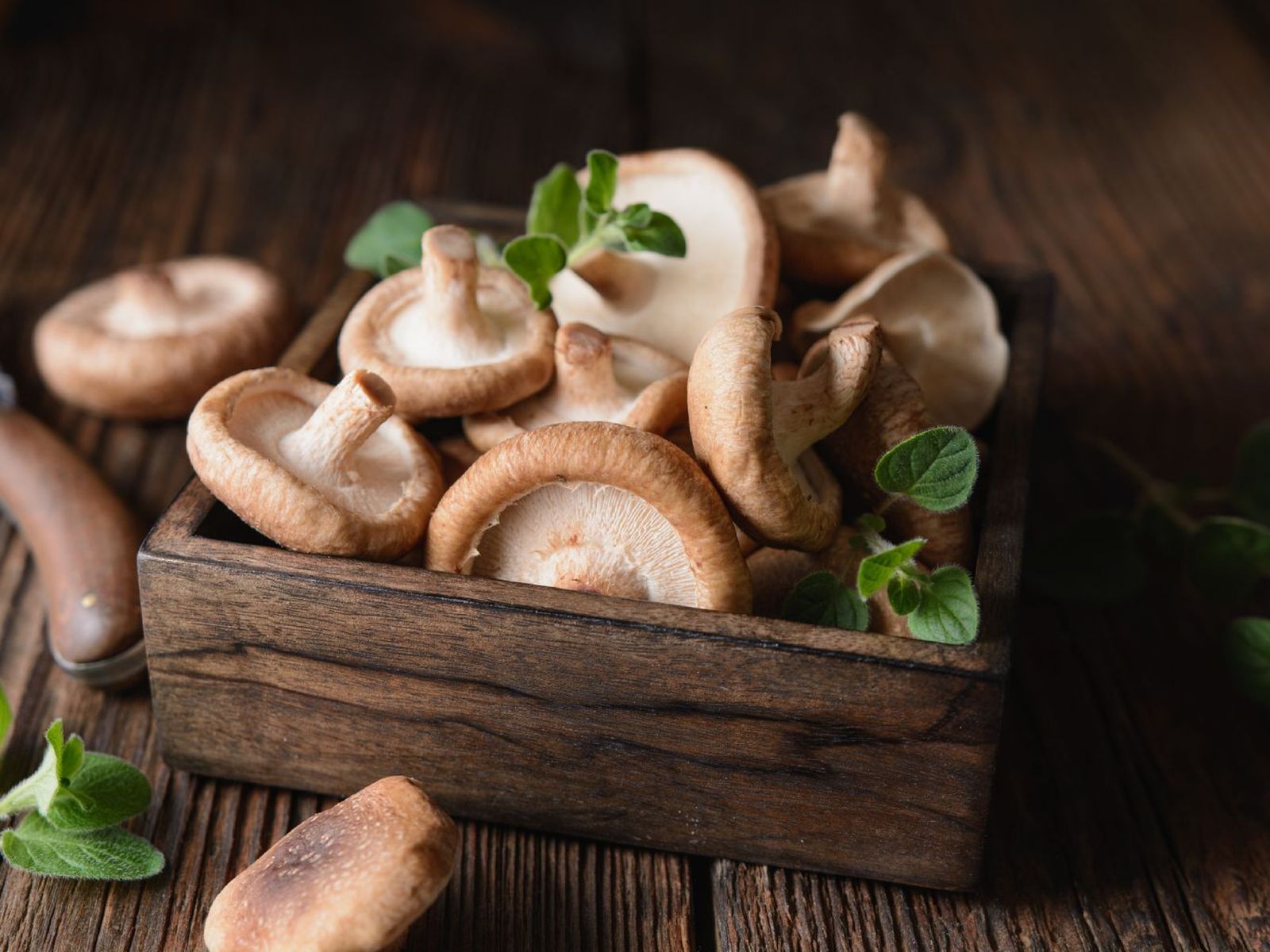 Seta shiitake (Lentinula edodes) Seta shiitake (Lentinula edodes)