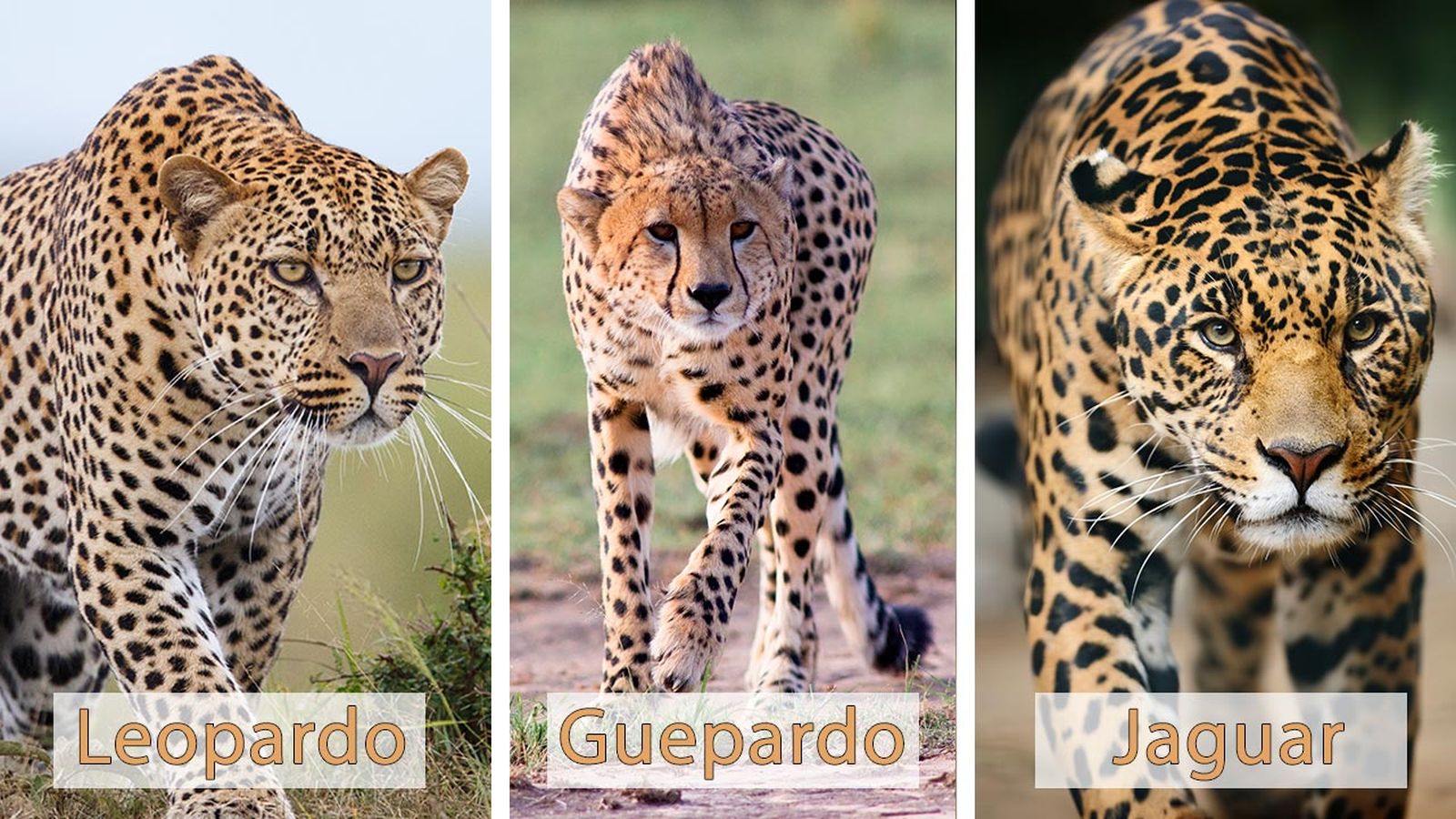 jaguar diferencias leopardo guepardo 6 jaguar diferencias leopardo guepardo 6