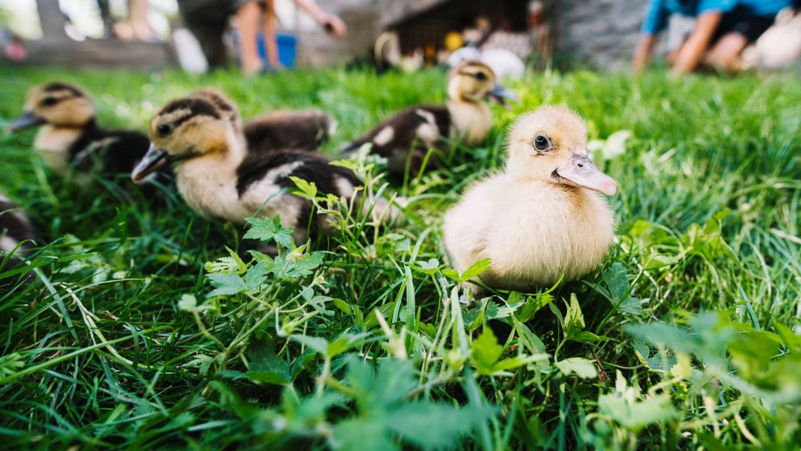 ¿Cómo saber si un pollito está sano? ¿Cómo saber si un pollito está sano?