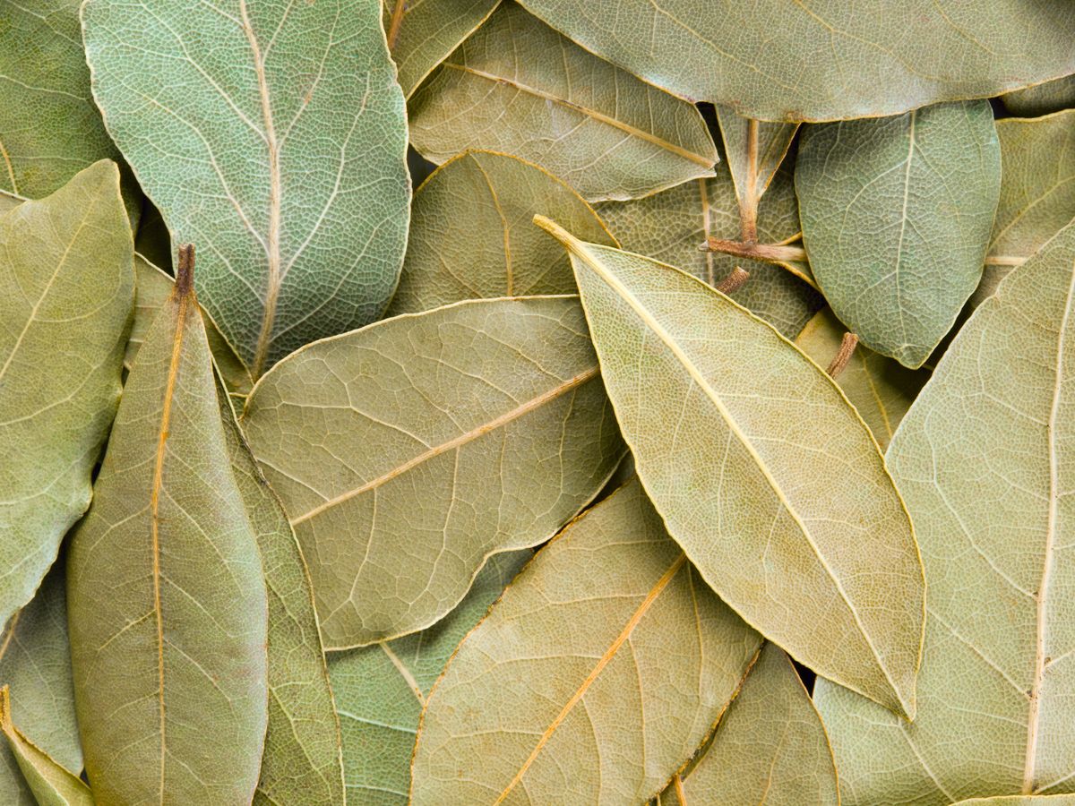 Las hojas de laurel estas alcanzan su máximo sabor unas semanas después de ser recogidas