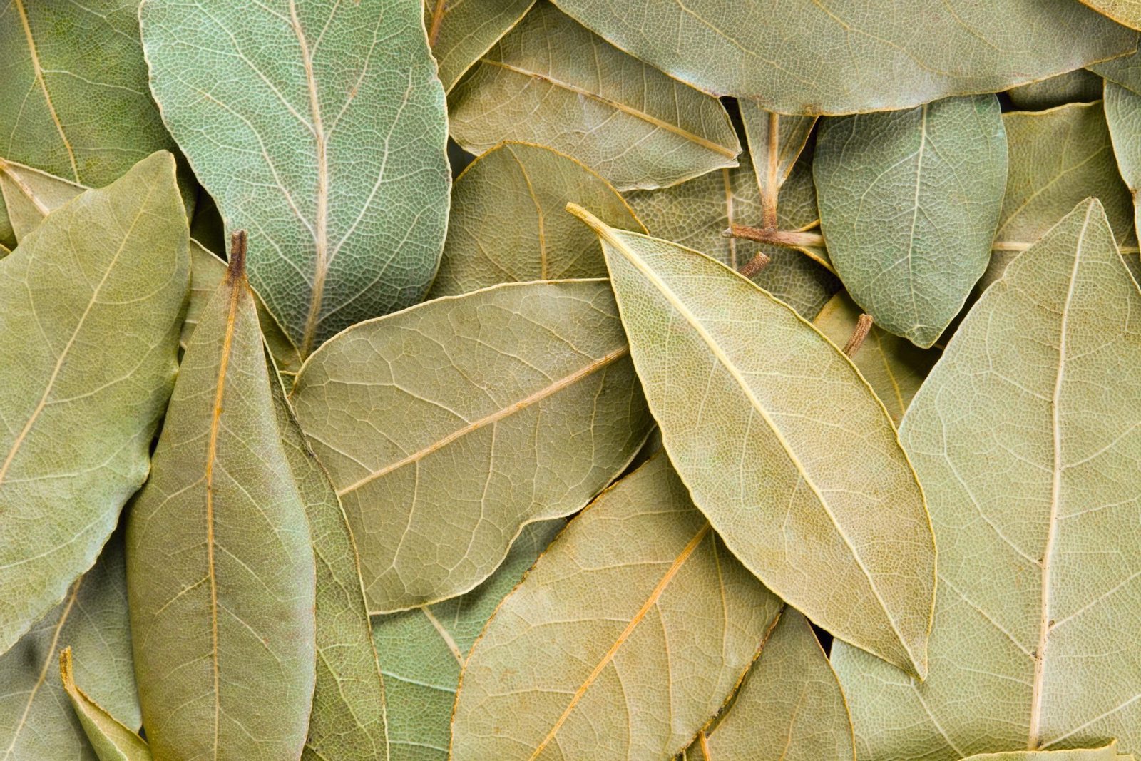 hoja  de laurel