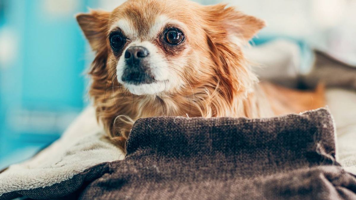 ¿Qué aerolíneas permiten que los perros viajen en cabina?