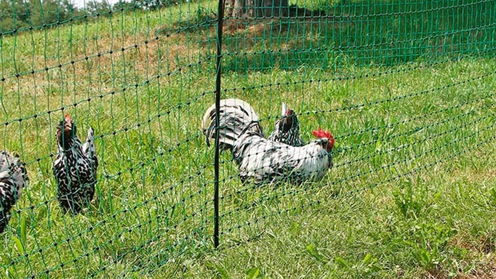 complementos ideales gallinero perfecto 2 malla gallinas complementos ideales gallinero perfecto 2 malla gallinas