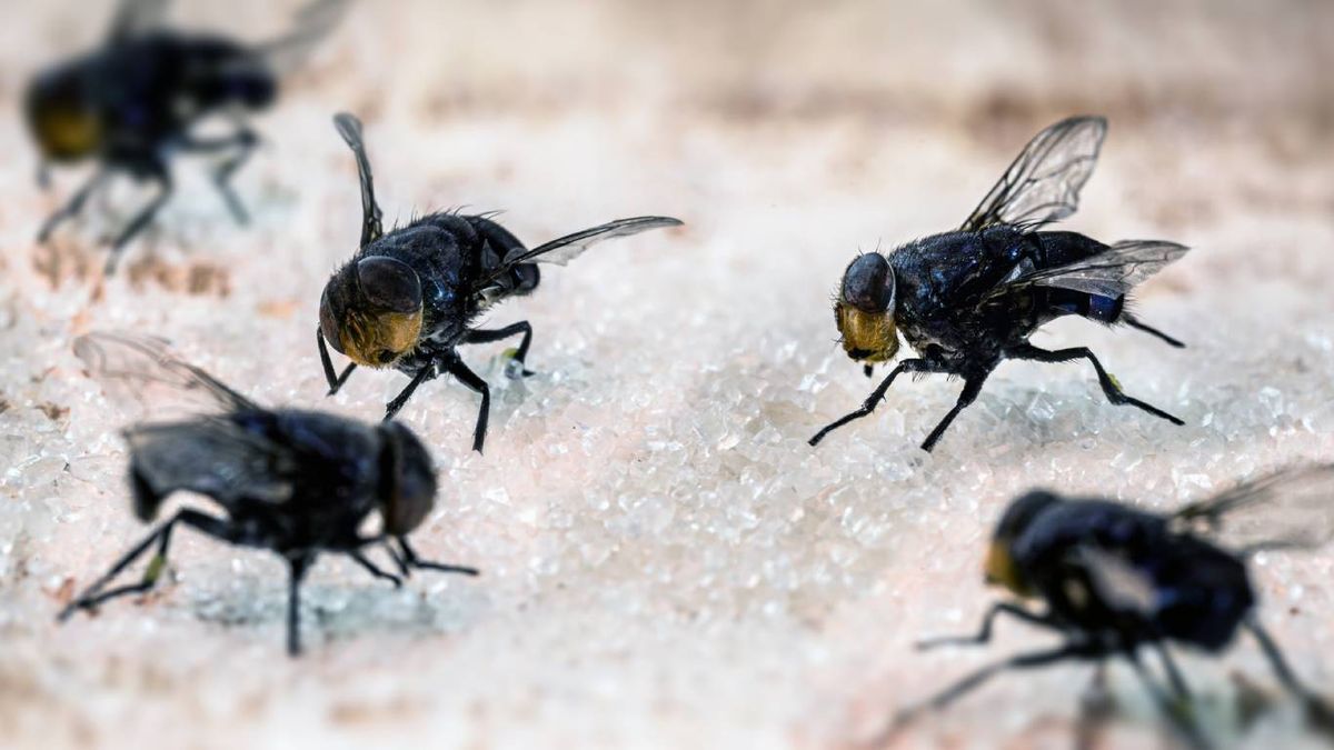 ¿Y si ha comido una mosca? Cuándo preocuparse.
