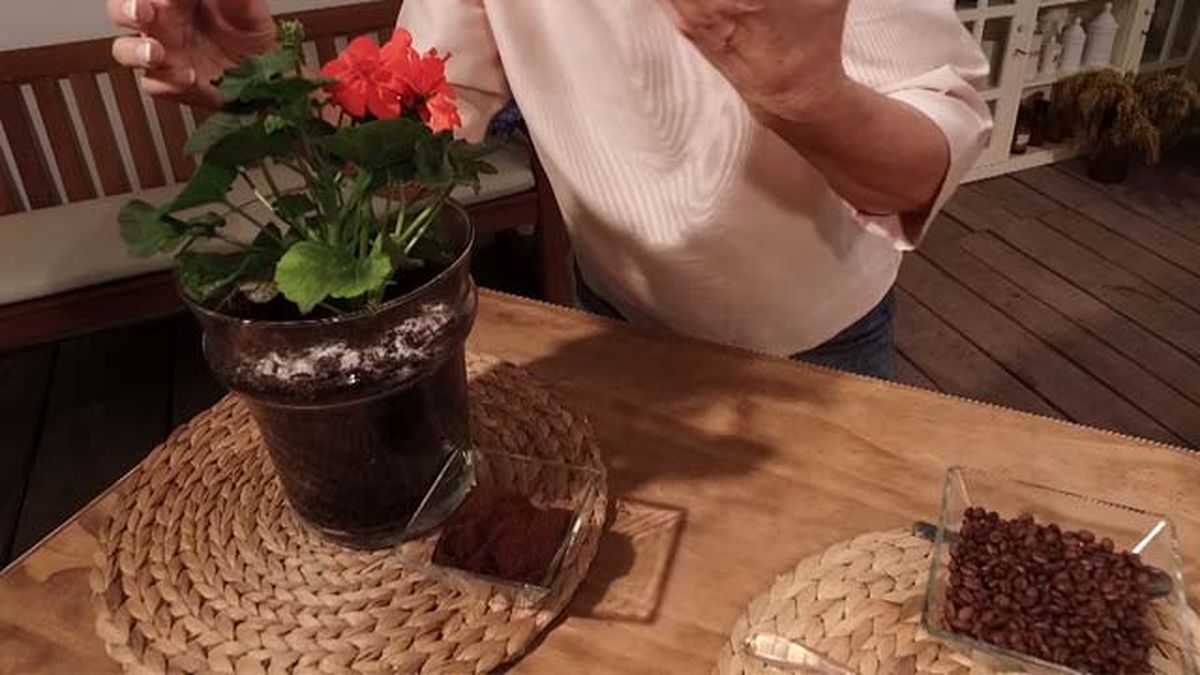 hacer fertilizante casero con cafe y sla la botica